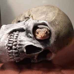 Meet your Posher, Genni